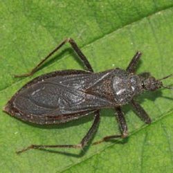 Reduvius personatus